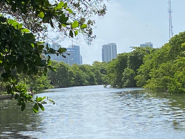 Zoomed view of downtown Fort Lauderdale skyline framed by river bank trees